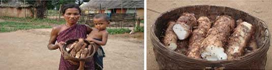 Wild tubers- Koraput_.jpg